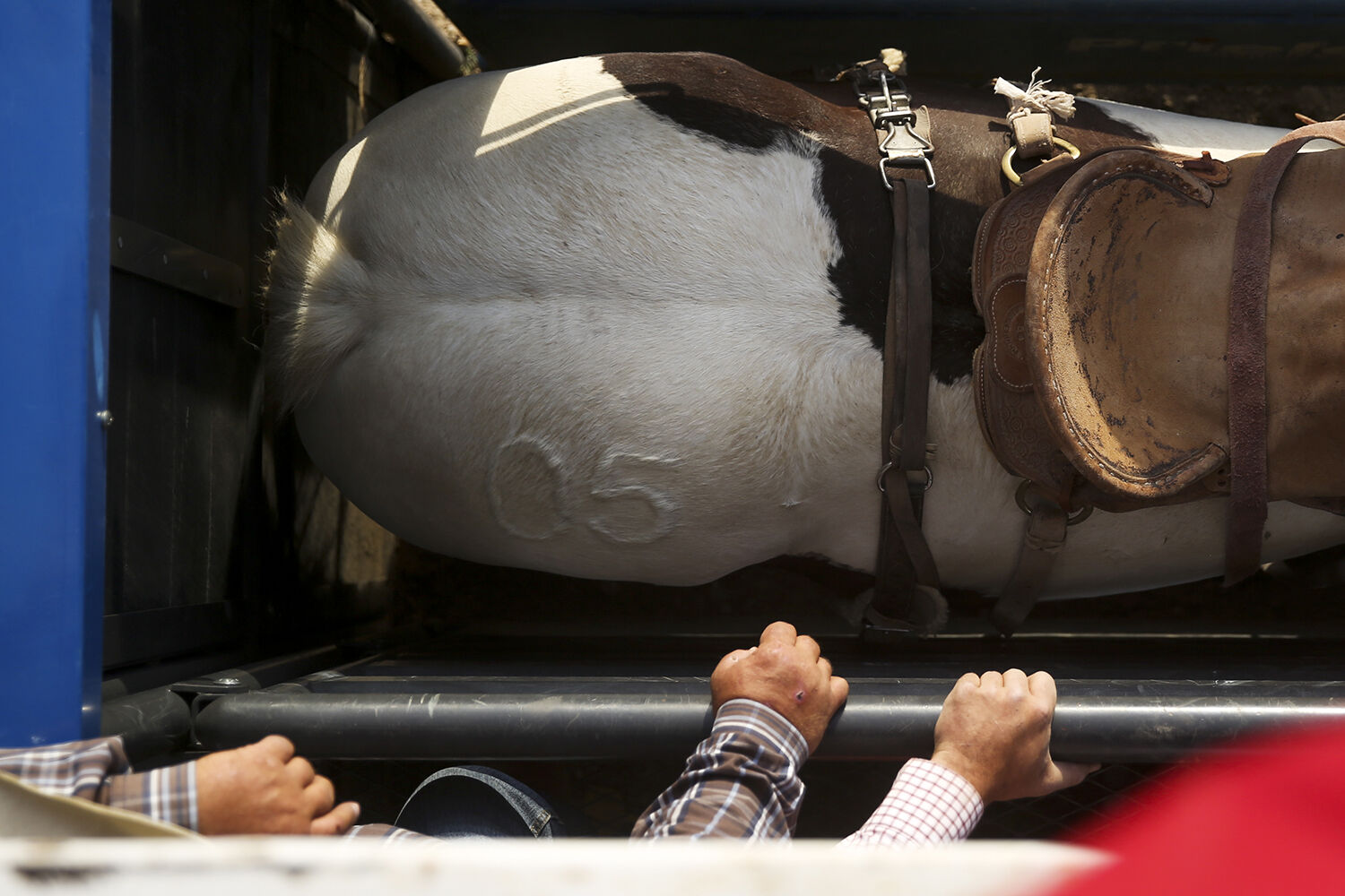 A horses stands in the chute before his saddle bronc ride